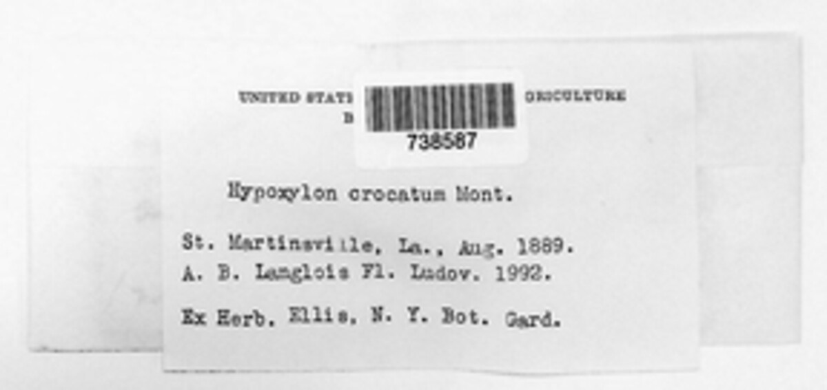 Hypoxylon crocopeplum image